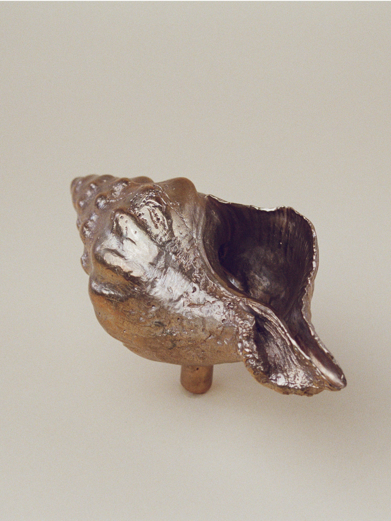 Large Sea Snail Door and Drawer Knob