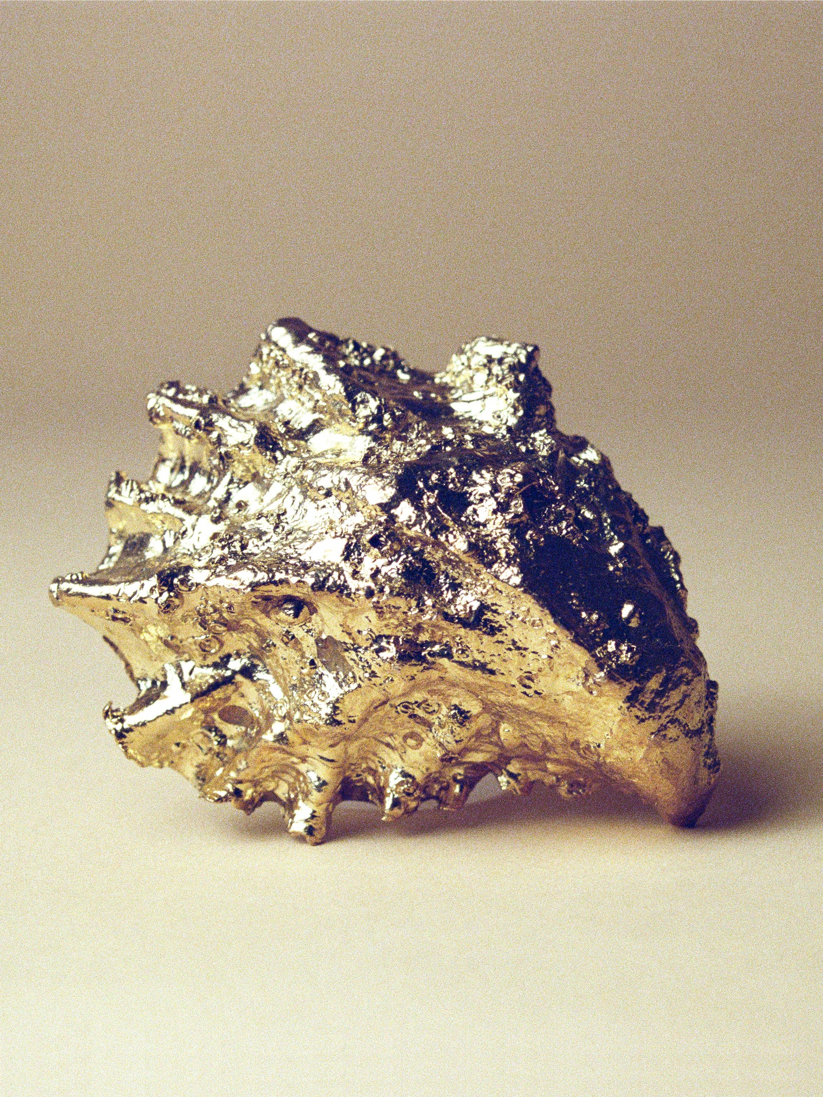 Oyster Shell