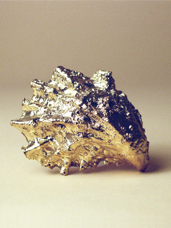 Oyster Shell