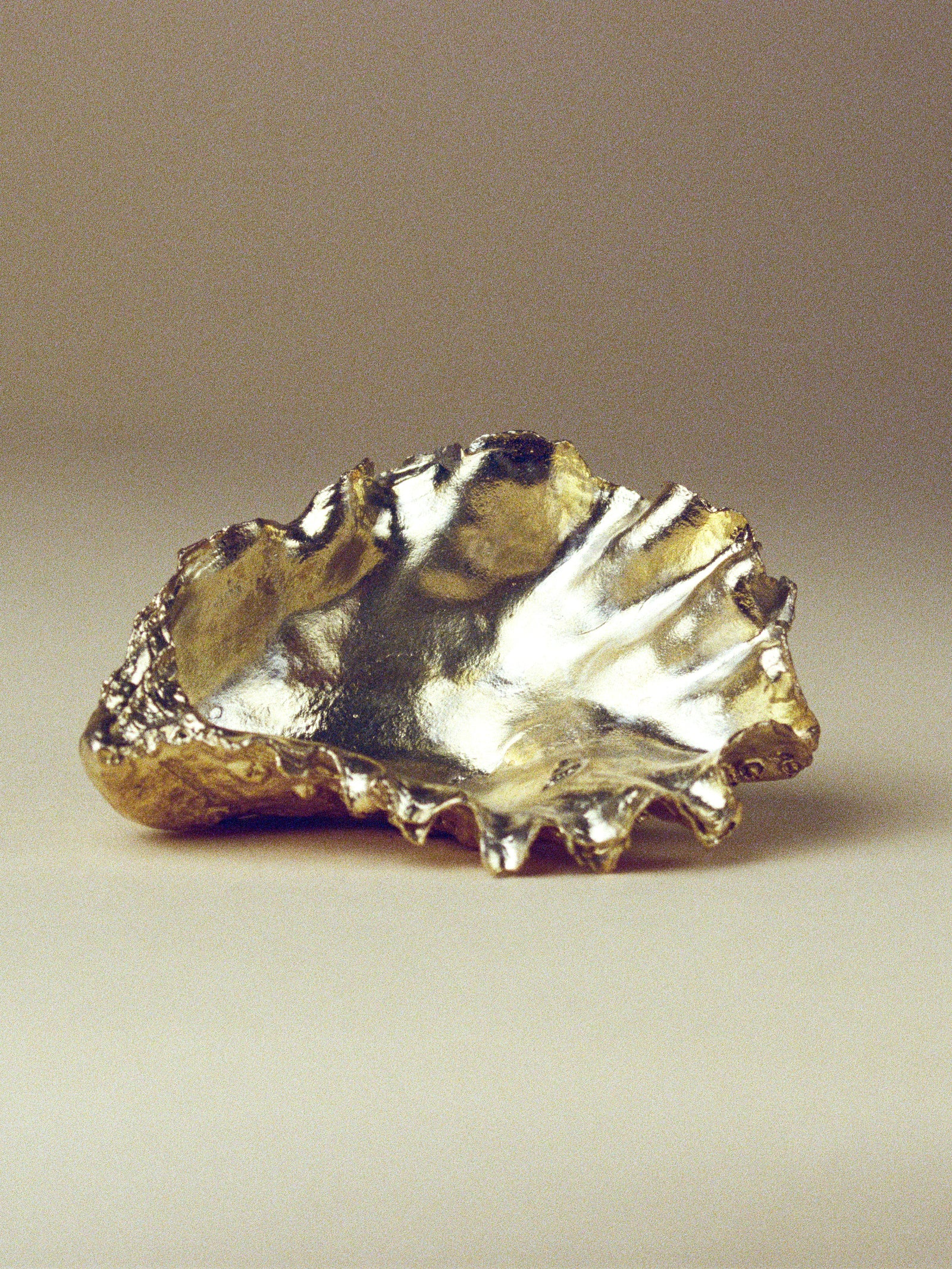 Oyster Shell