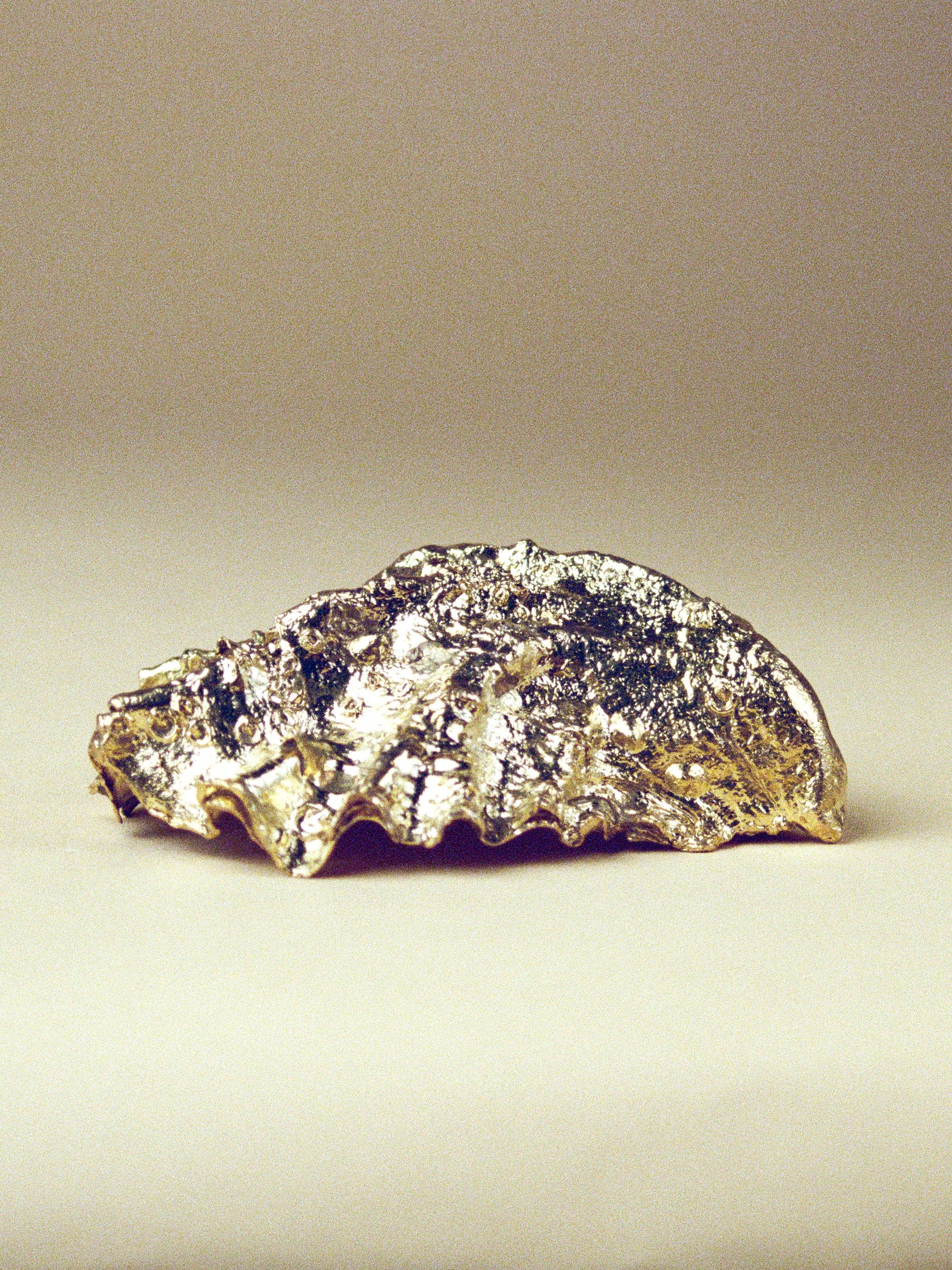 Oyster Shell